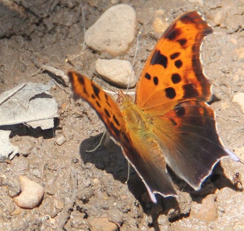 Question Mark, sipping water from a mud puddle in the backyard, late spring