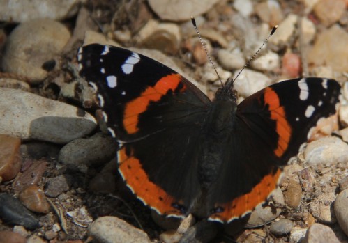 Red Admiral obtaining moisture from the rocky soil