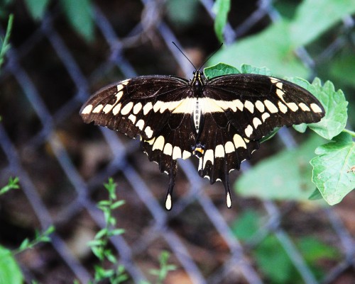 Giant Swallowtail resting on a tomato leaf. A lucky shot for me. Wish that it had been a flower.