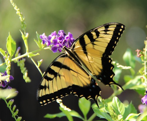 Eastern Tiger Swallowtail,  early migrant- nectaring on Skyflower  August 31,2013