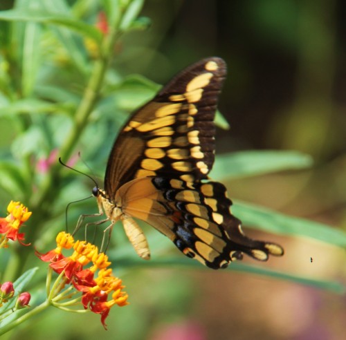 Giant Swalowtail. Mexican Butterfly Weed  Spet. 4, 2013