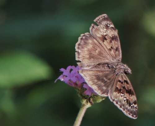 Northern Cloudywing, nectaring on Scabiosa July, 2013 
