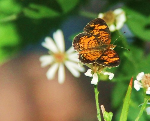 Pearl Crescent, nectaring on native Aster, late Spring