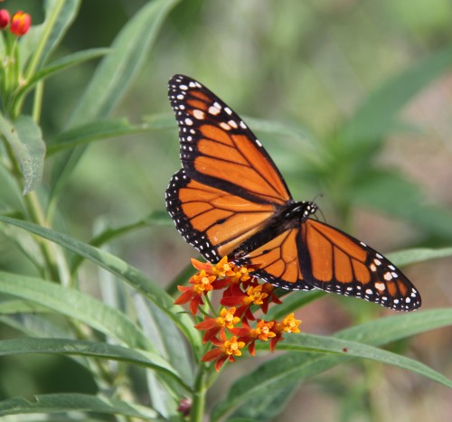 Monarch, nectaring on Mexican Butterfly Weed, July, 2012