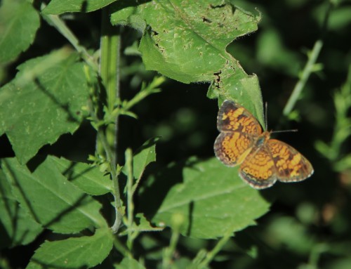 Pearl Crescent on native Aster. Summer.