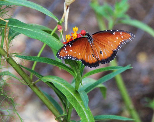 Queen, male-  nectaring on Mexican Butterfly Weed, Summer, 2013