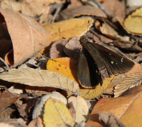 Northern Cloudywing down in the leaves in November, 2012