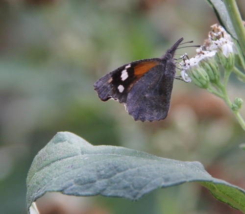 American Snout, nectaring on Frostweed, October, 2011