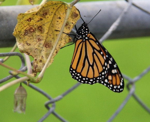 Monarch drying its wings in semi shade. Chrysalis lower left just below dried leaf. 